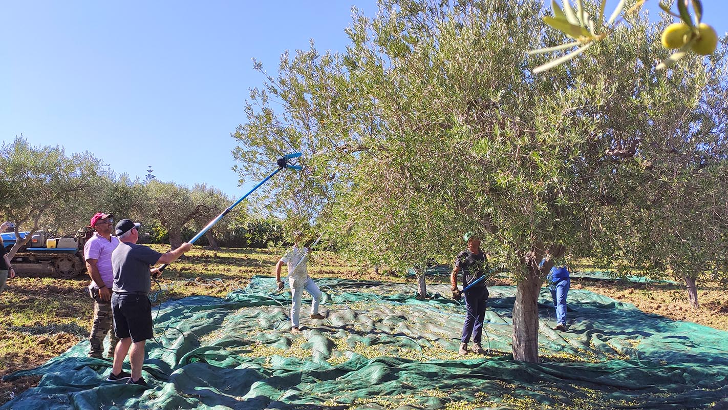 Olive harvest